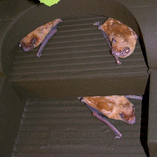 Schwegler Fledermaus Sommerquartier 1FFH