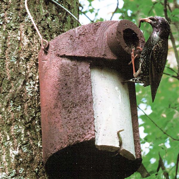 Schwegler Starenhöhle 3SV mit Katzen- und Marderschutz