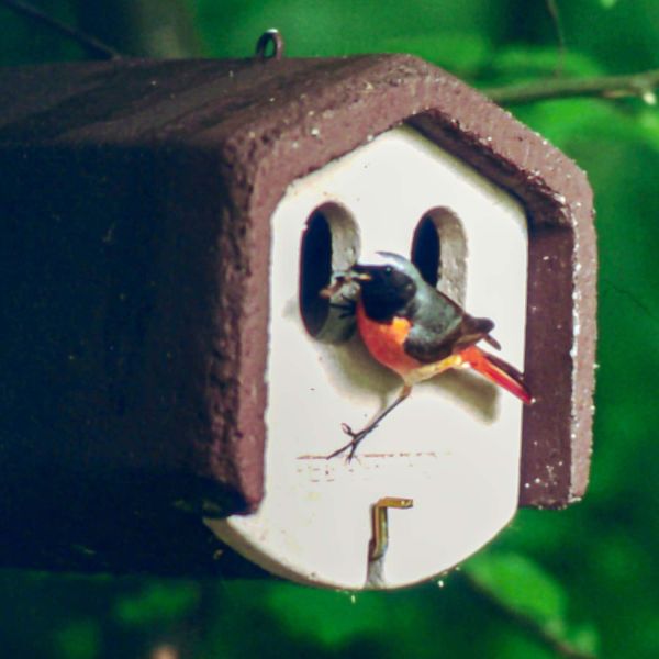 Schwegler Vorderwand 1N