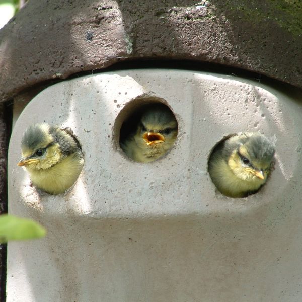 Schwegler Vorderwand  2GR 3-Loch mit Katzen- und Marderschutz