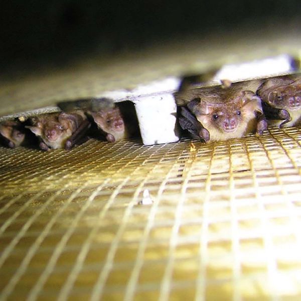 Schwegler Fledermaus Wandschale 2FE (2 Stück!)