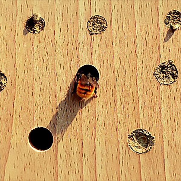 Schwegler Insektennistholz Insektenhotel Wildbienen