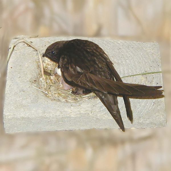 Schwegler Nestmulde für Mauersegler