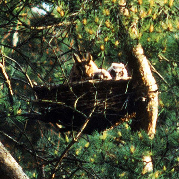 Schwegler Nistkorb 40 cm für Turm-, Baum- und Wanderfalke, Waldohreule