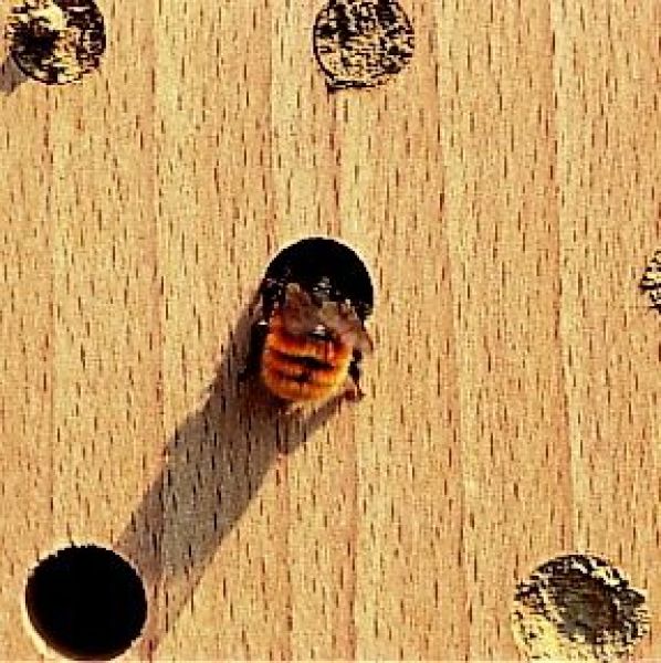 Schwegler Insektennistholz Insektenhotel Wildbienen