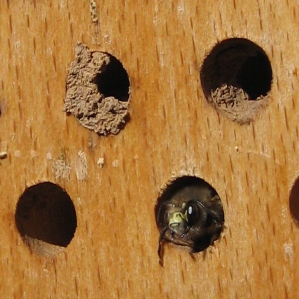 Schwegler Insektennistholz Insektenhotel Wildbienen