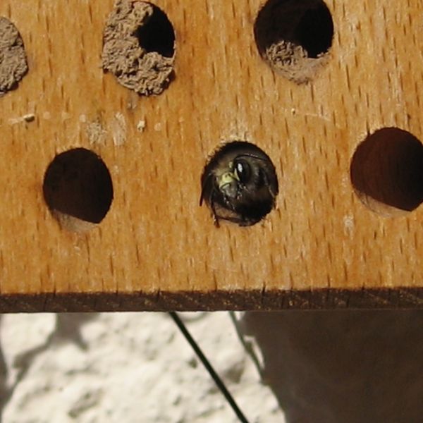 Schwegler Insektennistholz Insektenhotel Wildbienen