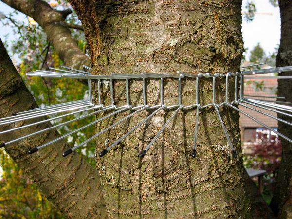Katzenabwehrguertel für Bäume bis 70 cm Umfang