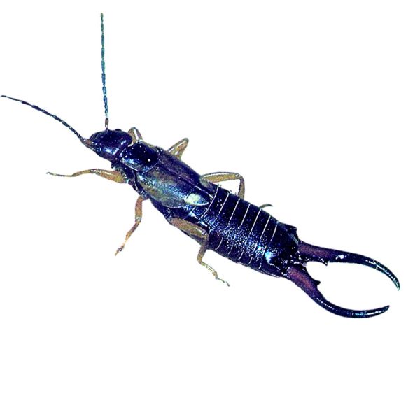 Schwegler Ohrwurm Schlafröhre 3 Stück Ohrwurmversteck Insektenhotel