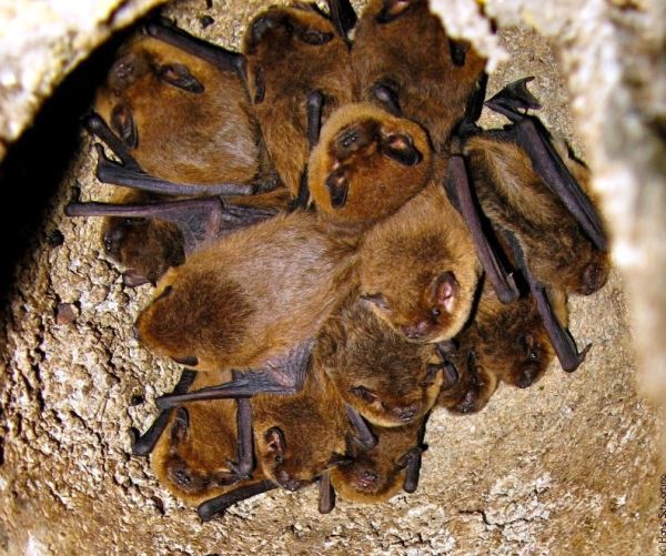 Schwegler Kleinfledermaushöhle 3FN