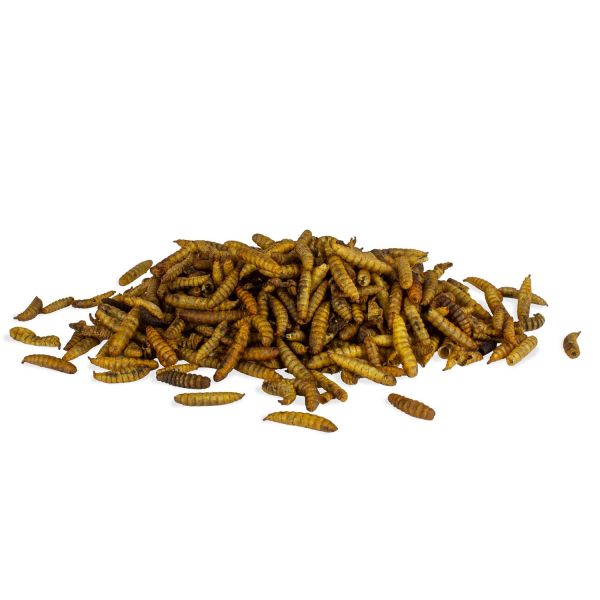 Soldatenfliegenlarven 500 g
