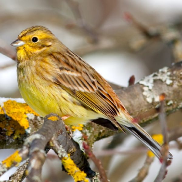 Vogelpfeife Goldammer Zaunammer Vogellockpfeife