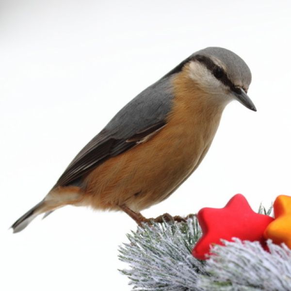 Vogelpfeife Kleiber Vogellockpfeife
