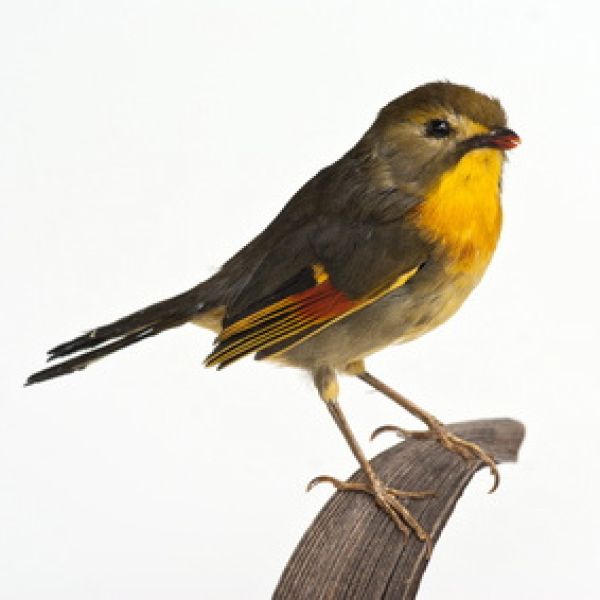 Vogelpfeife Nachtigall Vogellockpfeife