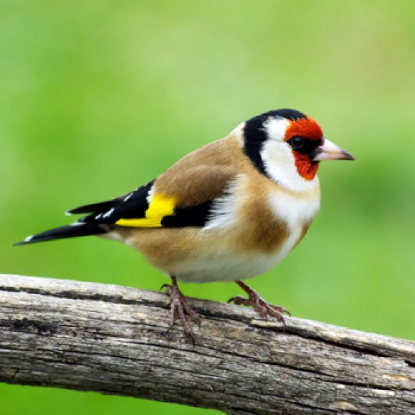 Vogelpfeife Stieglitz Vogellockpfeife