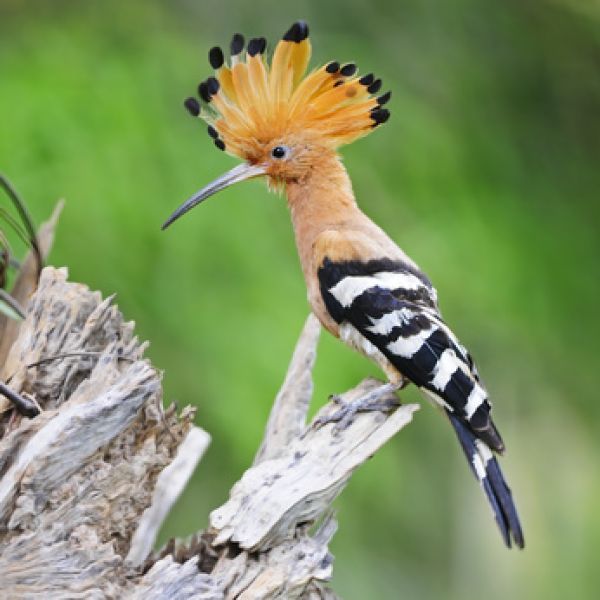 Vogelpfeife Wiedehopf Vogellockpfeife