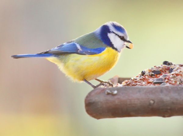 Vogelpfeife Blaumeise Vogellockpfeife