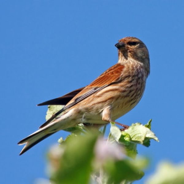 Vogelpfeife Bluthänfling Vogellockpfeife