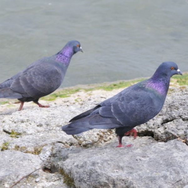 Vogelpfeife Felsentaube Vogellockpfeife