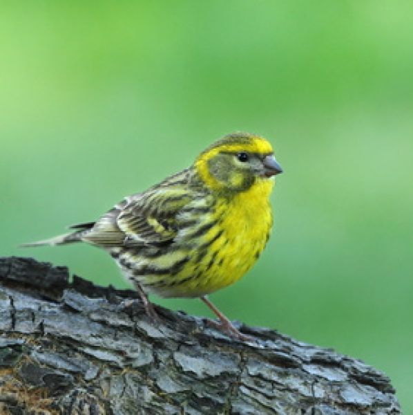 Vogelpfeife Girlitz Vogellockpfeife