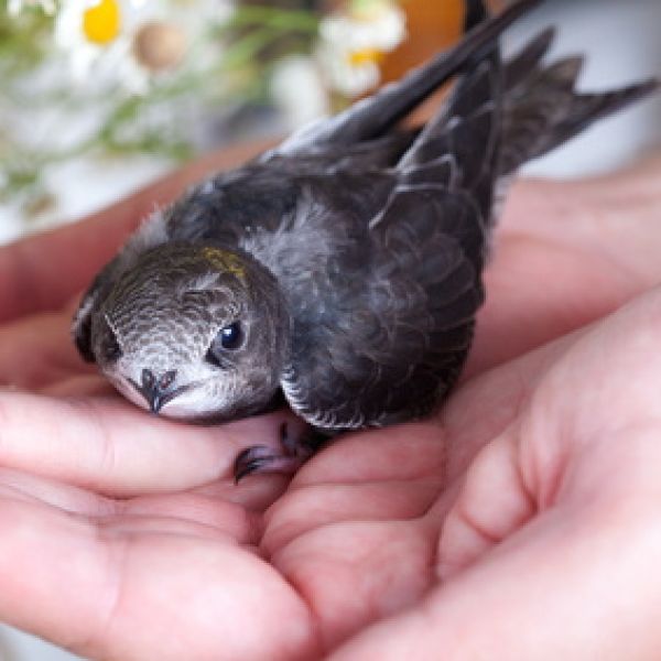 Vogelpfeife Mauersegler Vogellockpfeife
