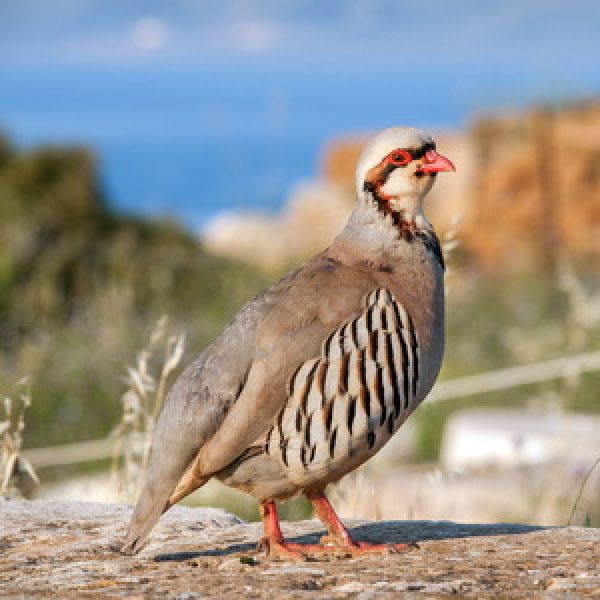 Vogelpfeife Rothuhn Vogellockpfeife