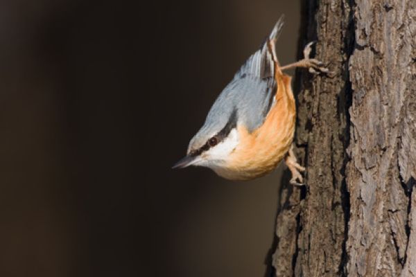 Vogelpfeife Kleiber Vogellockpfeife