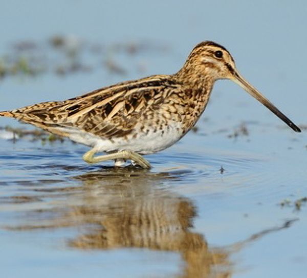 Vogelpfeife Waldschnepfe Vogellockpfeife