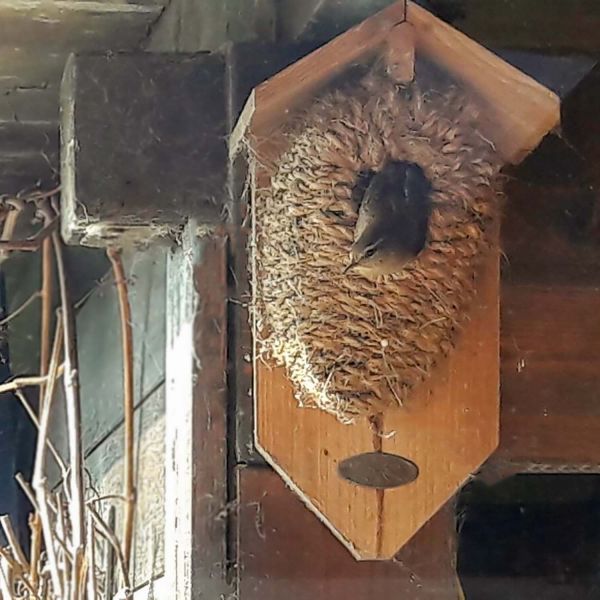 Nestbeutel Seegras Zaunkönig