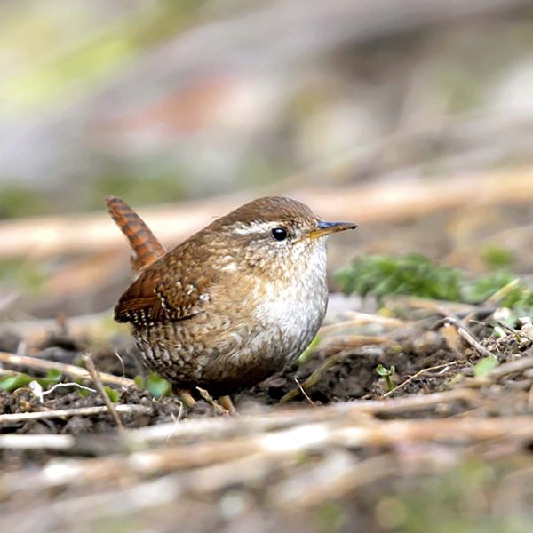 Nestbeutel Kokos Zaunkönig