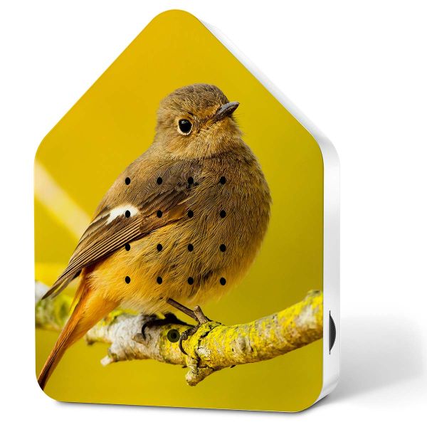 Zwitscherbox Spiegelrotschwanz - Limited Edition - Vogelgezwitscher - inkl. Saugnapf