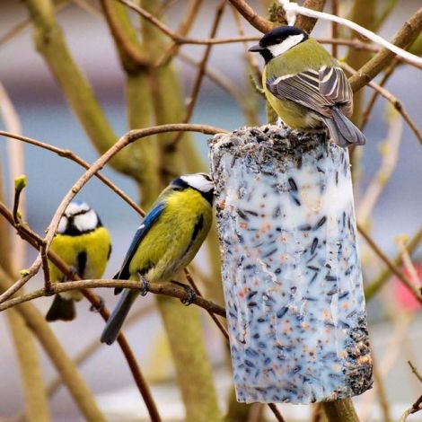 Futter-Kolben 500g aus bestem Vogelfutter und Rindertalg