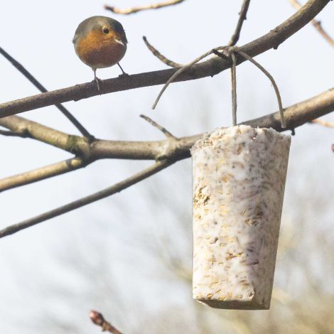 Futter-Kolben 500g schalenfrei mit Insekten