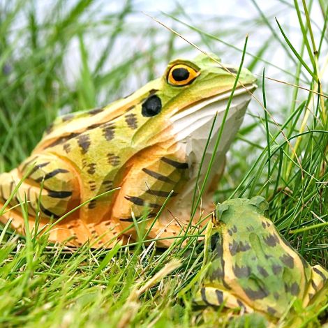 Frosch gross handgeschnitzt
