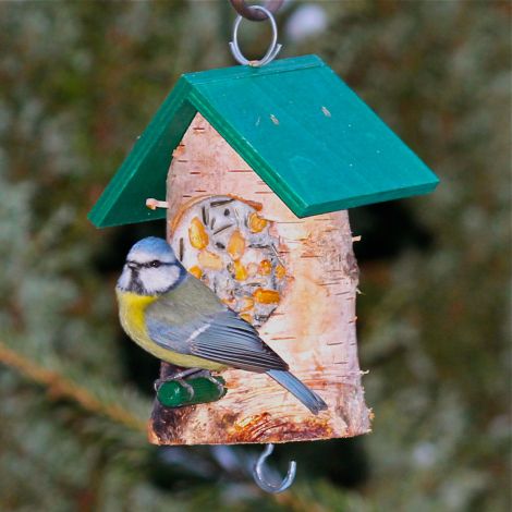 Knödel-Haus grün mit bestem Vogelfutter und Rindertalg