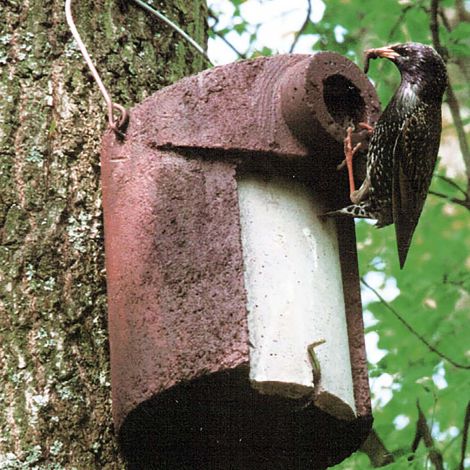 Schwegler Starenhöhle 3SV mit Katzen- und Marderschutz