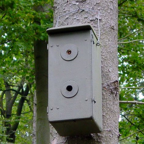 Schwegler Hornissenkasten Hornissenschutz