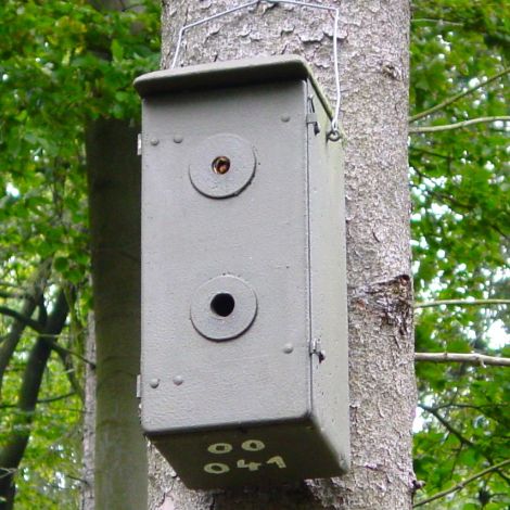 Schwegler Hornissenkasten Hornissenschutz