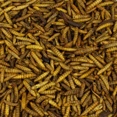 Soldatenfliegenlarven 5 kg