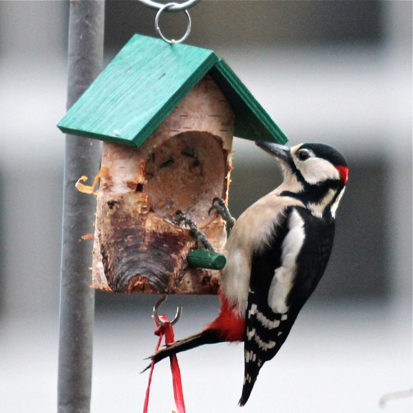 http://www.vogeltreff24.de/Futtereulen/Knoedel-Haus-Holzarbeit-Weihnachtsmarkt-Vogelfutter-Rindertalg-Meisenknoedel/