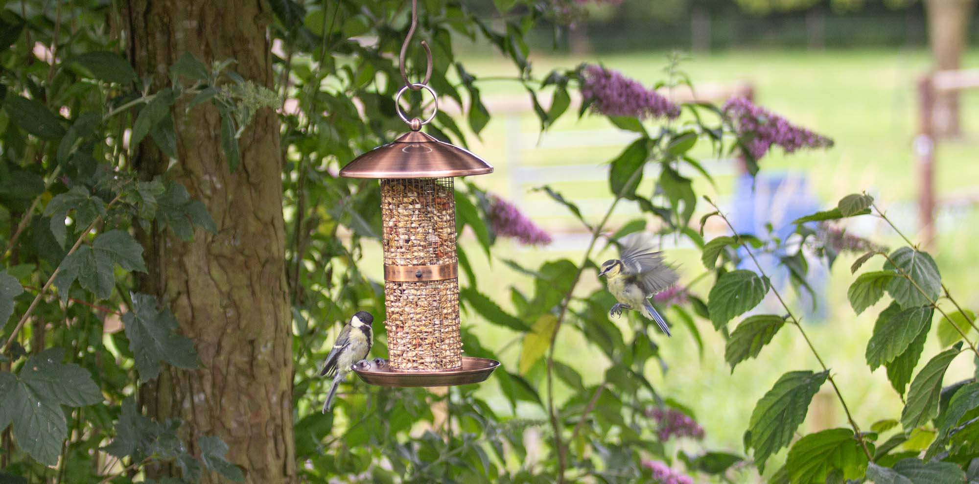 Vögel im Sommer füttern