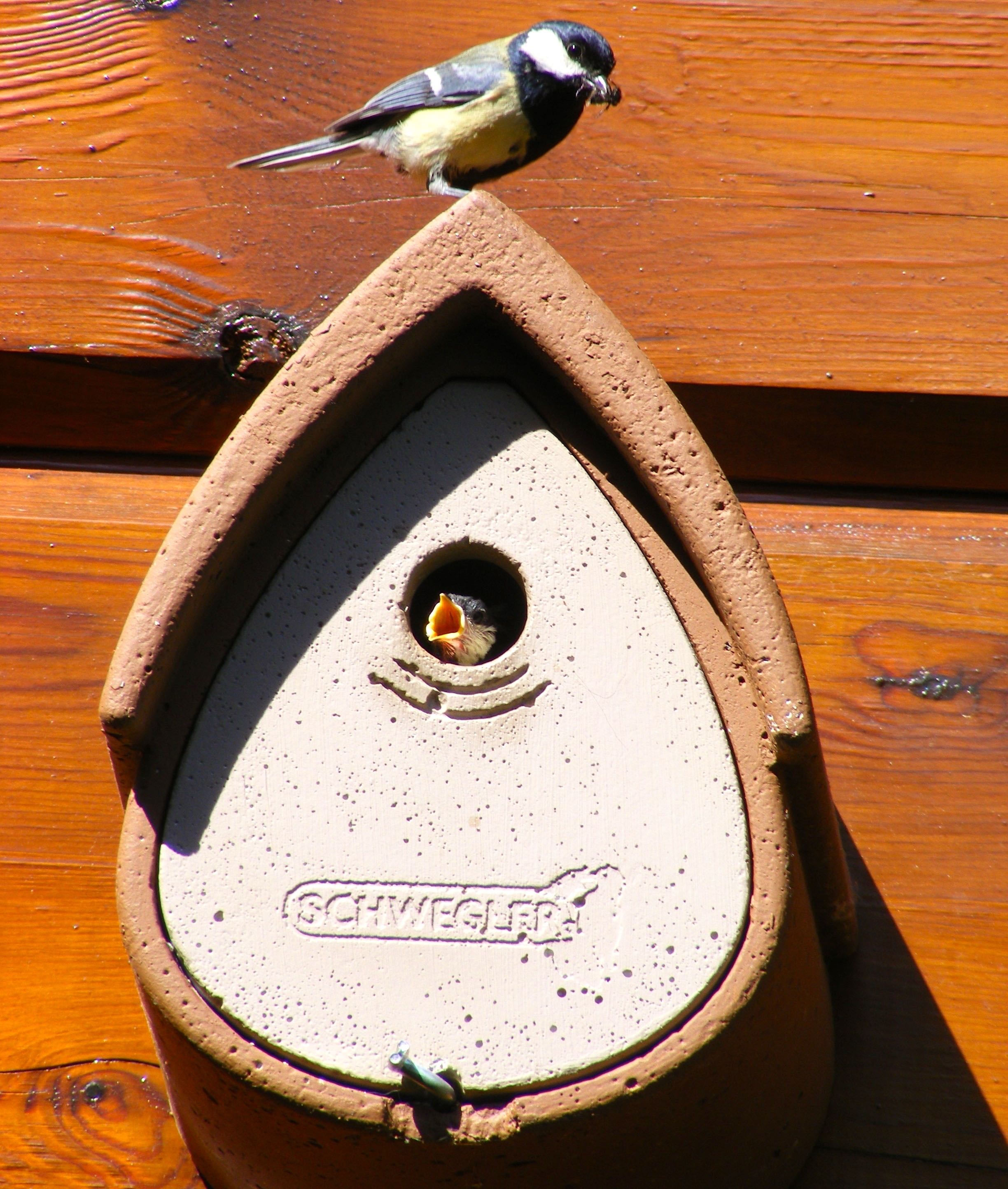 Schwegler 1MR braun mit Meise 1